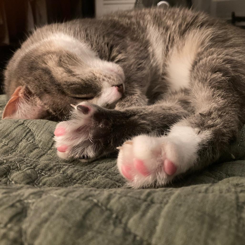 Enlarge Lu, a Adoptable Domestic Short Hair in Gibsonia, PA image 6/6