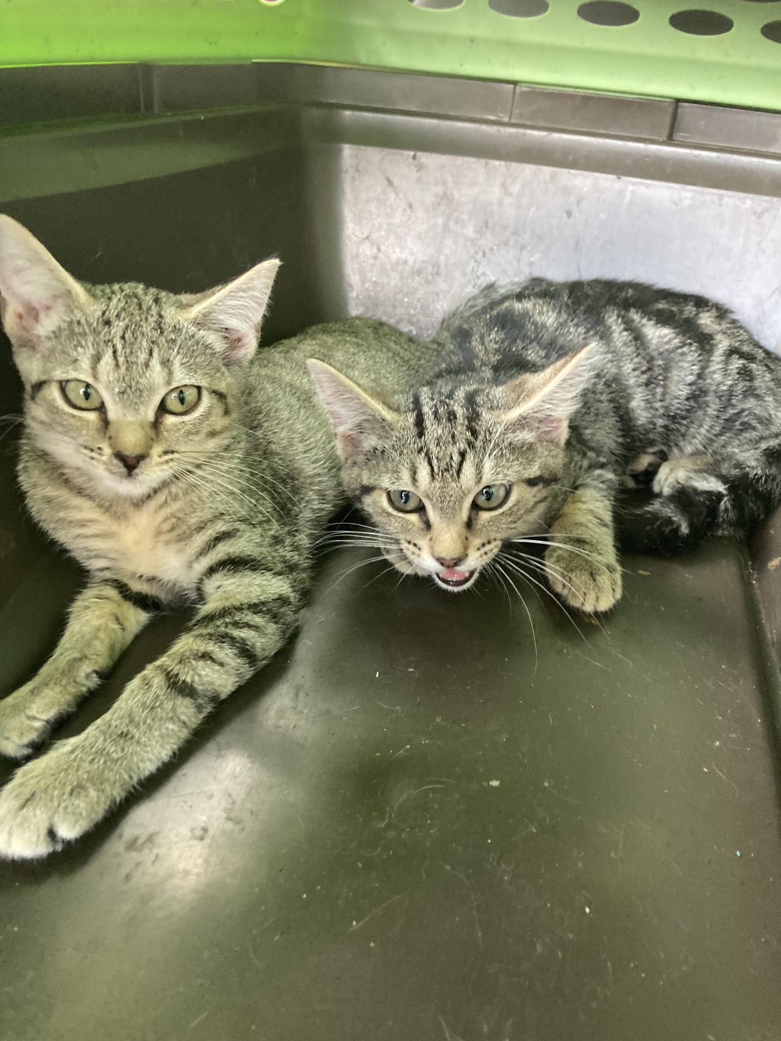 Tabby Fulcher, Adoptable, Young Female Domestic Short Hair.