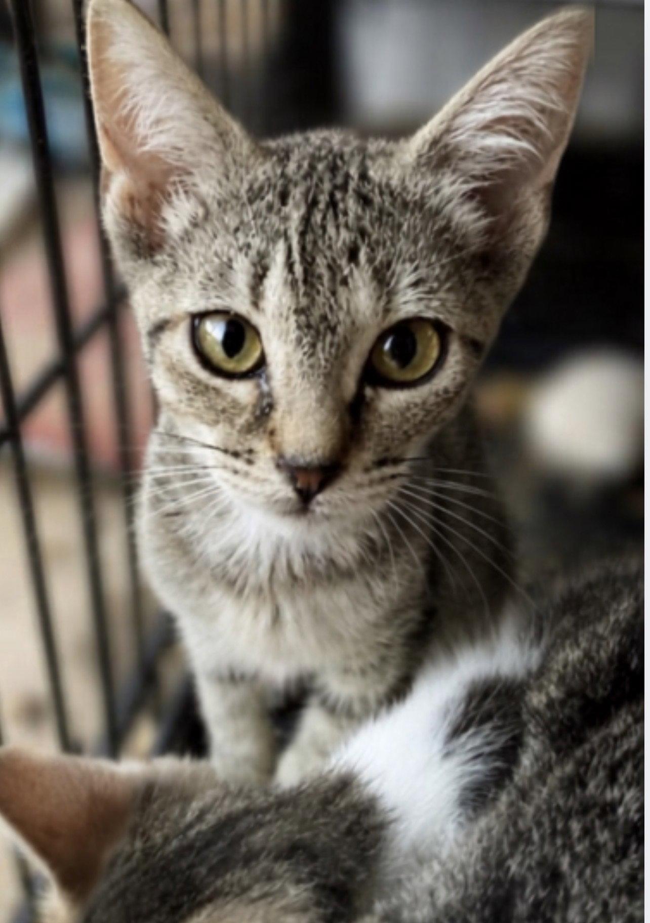 Enlarge Tabby Fulcher, a Adoptable Domestic Short Hair in Chatham, VA image 2/2