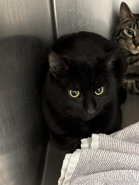 Apollo - Bonded W/ Agent S, Adoptable, Adult Male Domestic Medium Hair.