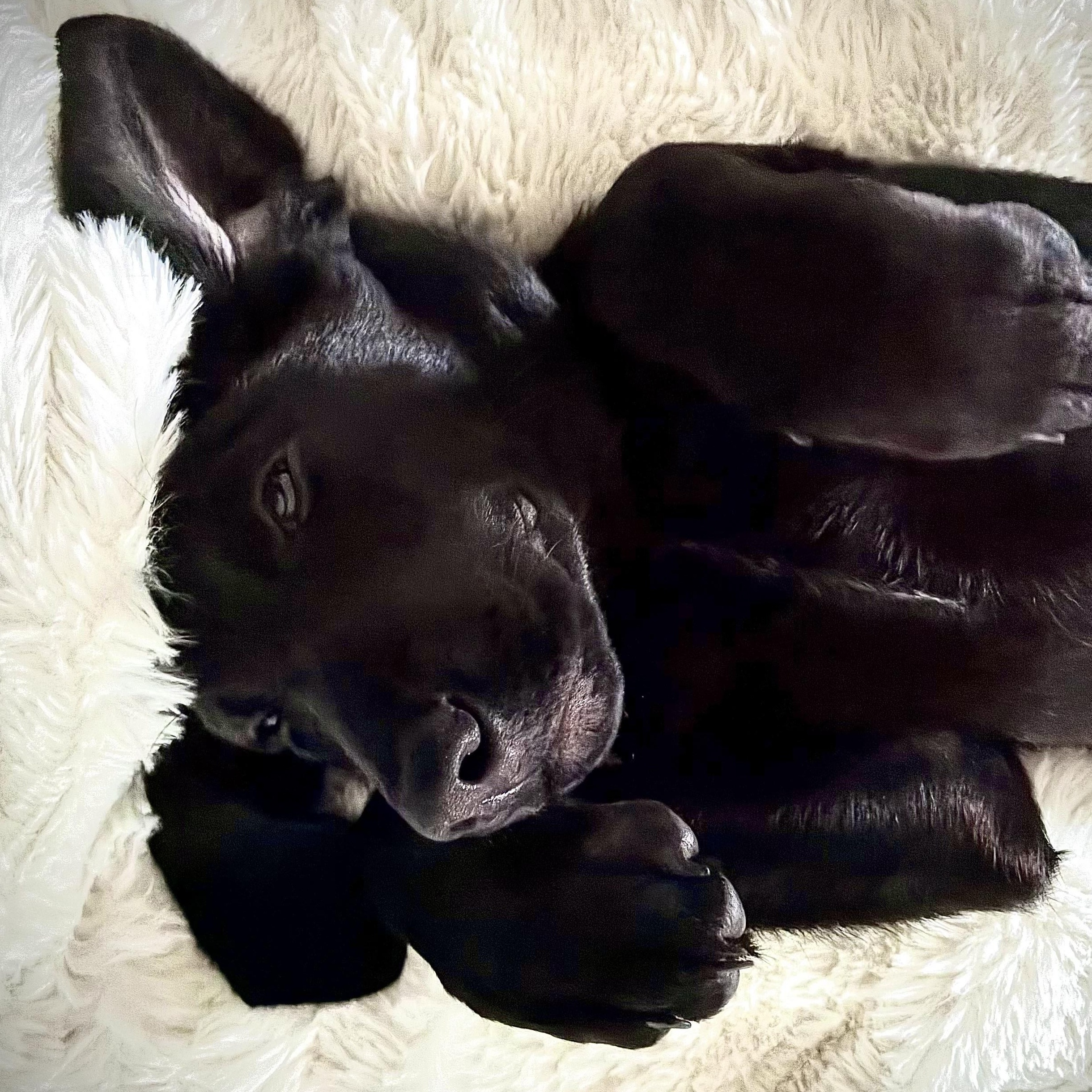 Enlarge Skeeter Bean, an adopted mixed breed in San Francisco, CA image 4/6