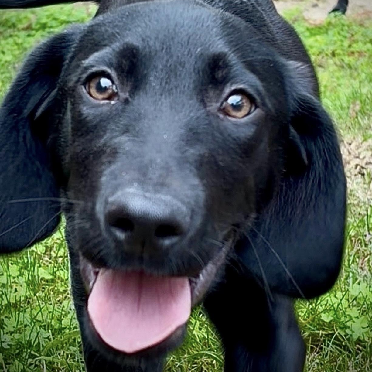 Enlarge Skeeter Bean, an adopted mixed breed in San Francisco, CA image 2/6
