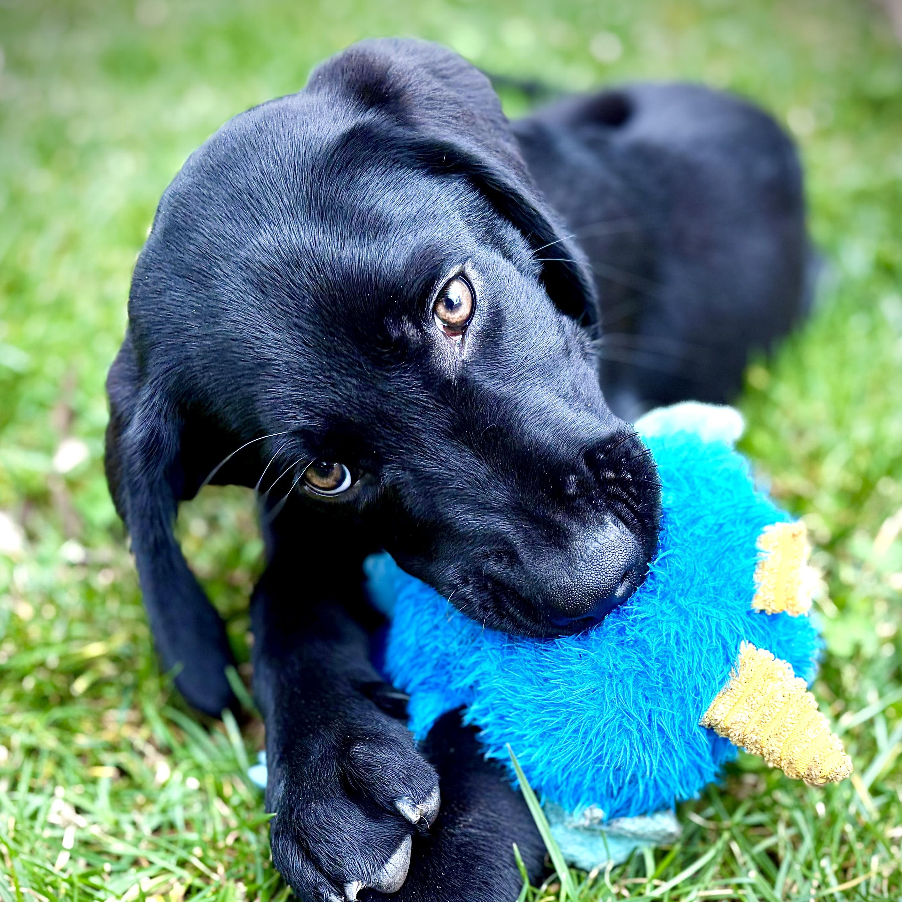 Enlarge Skeeter Bean, an adopted mixed breed in San Francisco, CA image 3/6