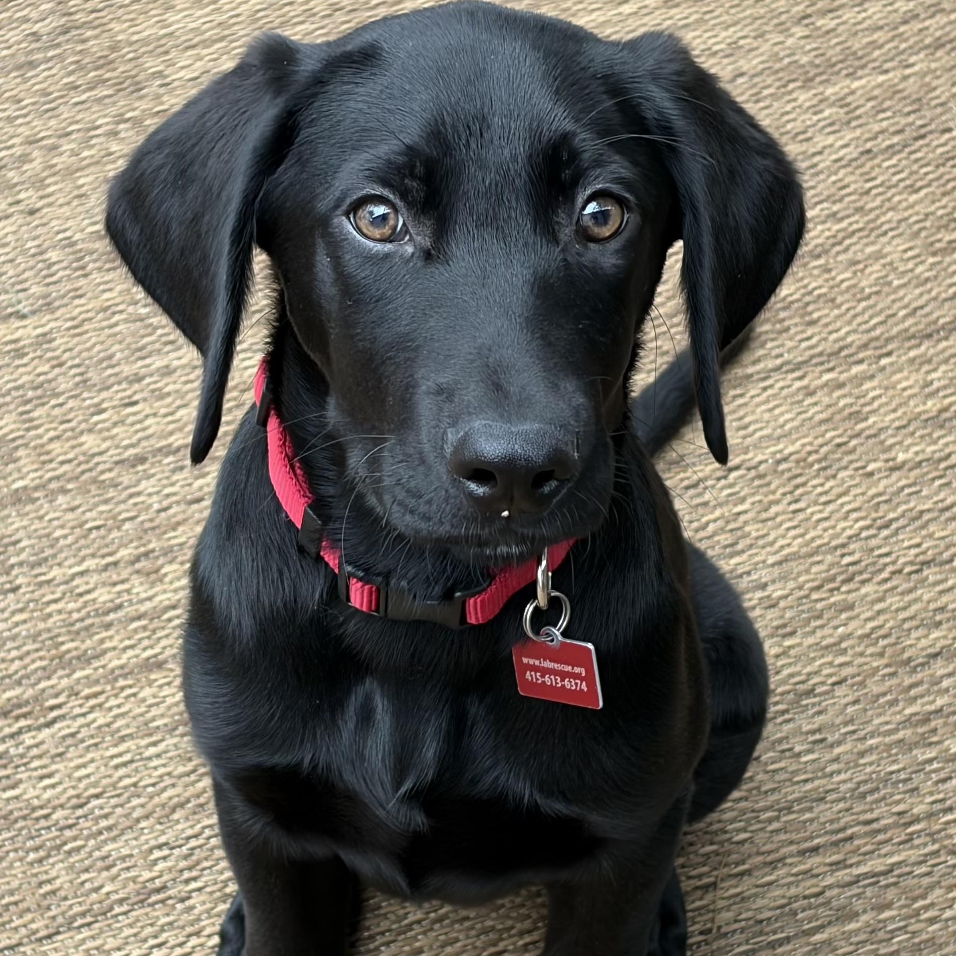 Skeeter Bean, adopted, Puppy Male Labrador Retriever.