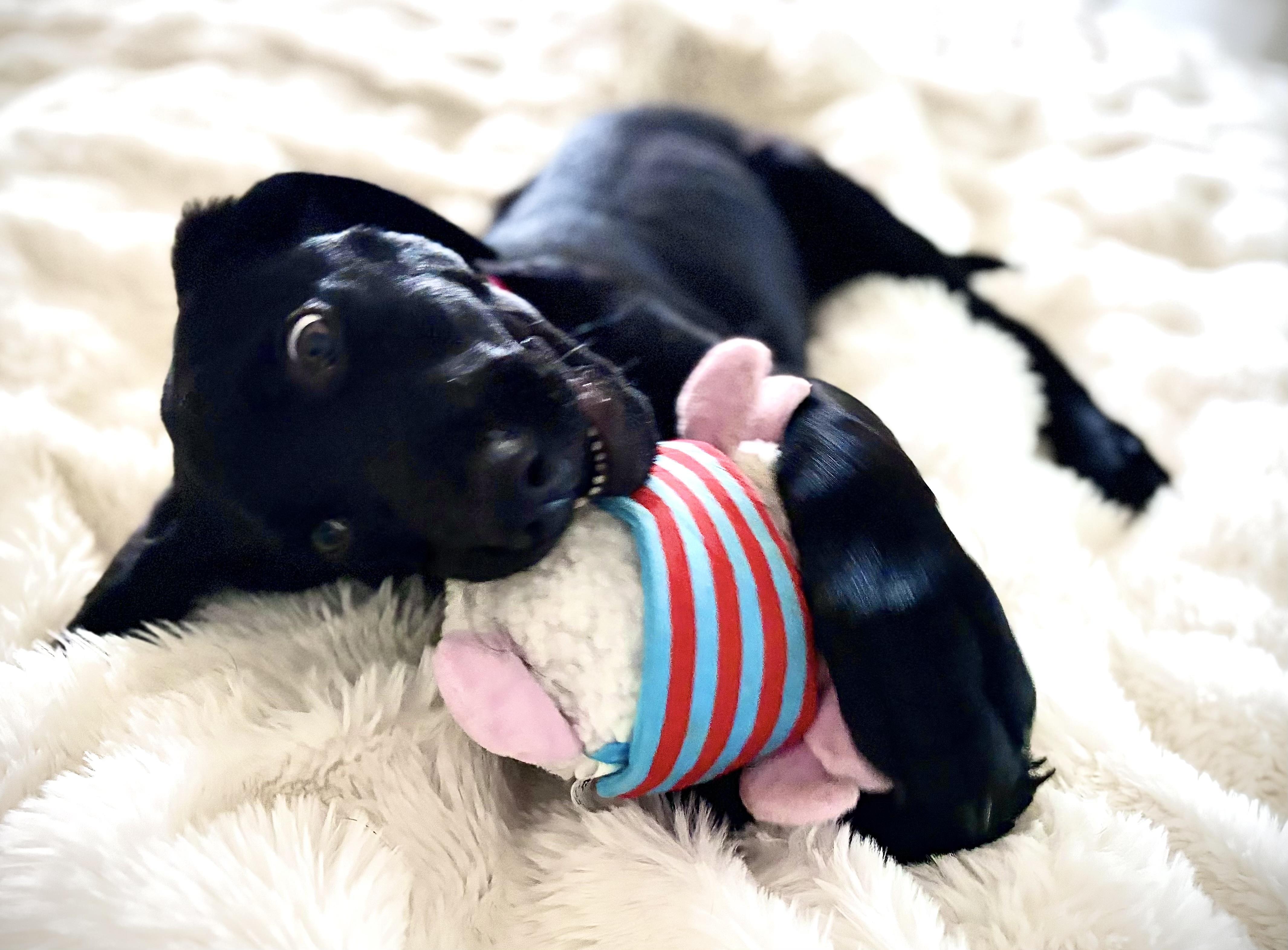 Enlarge Skeeter Bean, an adopted mixed breed in San Francisco, CA image 6/6