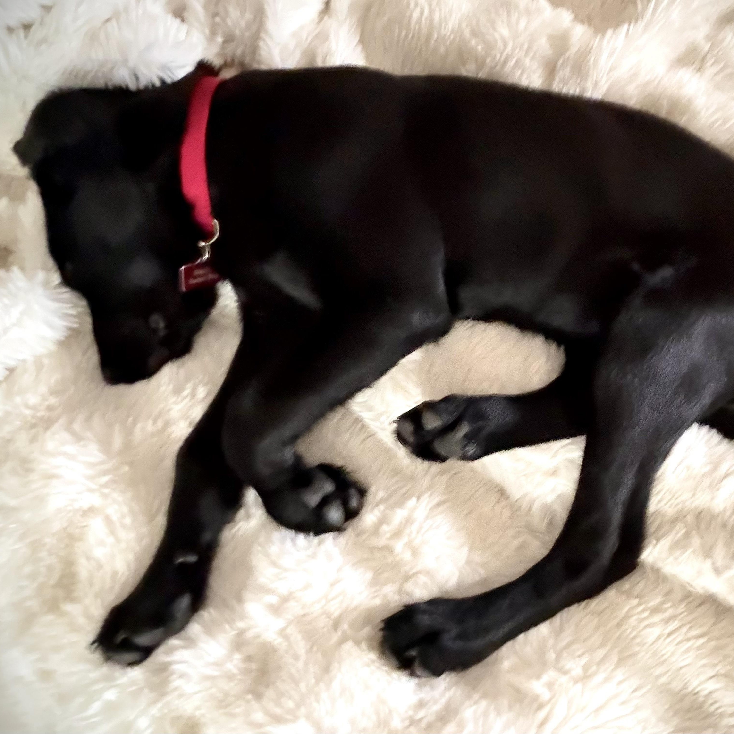 Enlarge Skeeter Bean, an adopted mixed breed in San Francisco, CA image 5/6