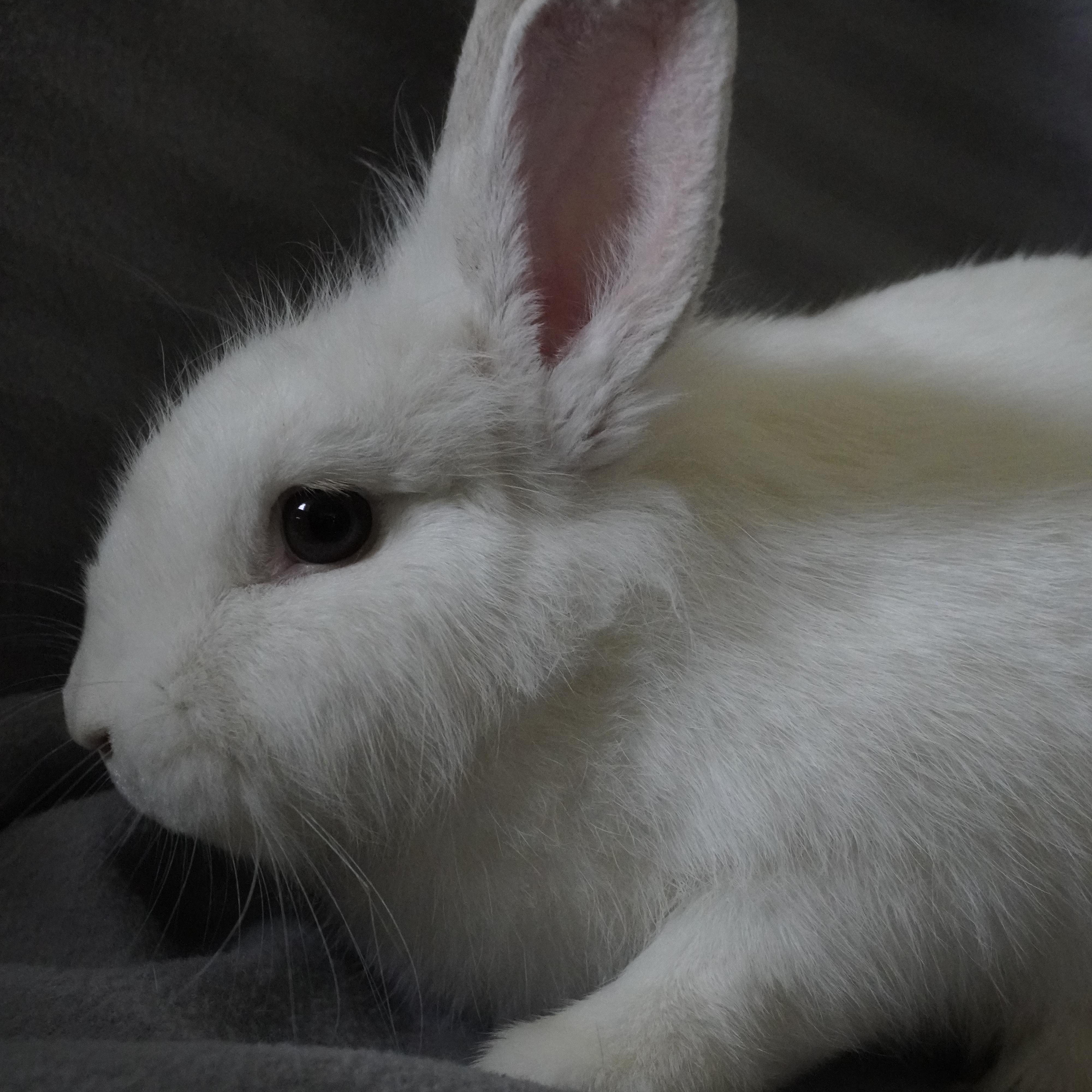 Pearl, Adoptable, Young Female Lionhead.