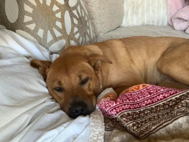 Enlarge Dolly Parton, a Adopted mixed breed in Raleigh, NC image 1/5