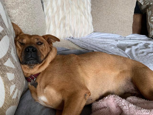 Enlarge Dolly Parton, a Adopted mixed breed in Raleigh, NC image 2/5