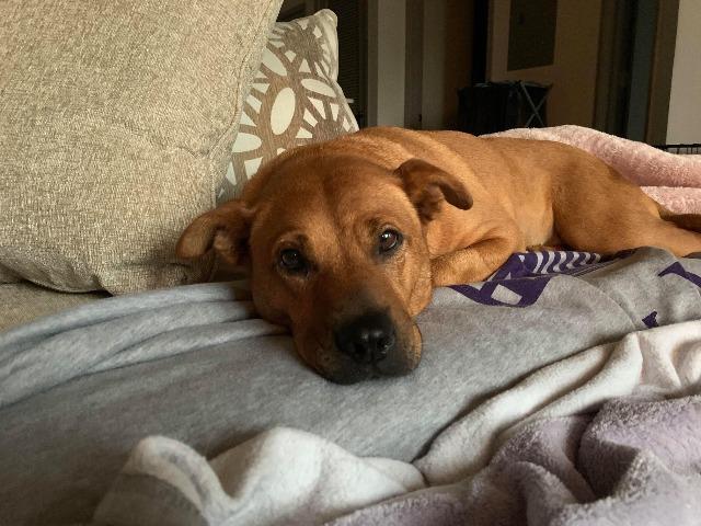 Enlarge Dolly Parton, a Adopted mixed breed in Raleigh, NC image 3/5