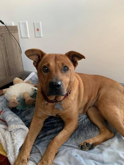 Enlarge Dolly Parton, a Adopted mixed breed in Raleigh, NC image 4/5