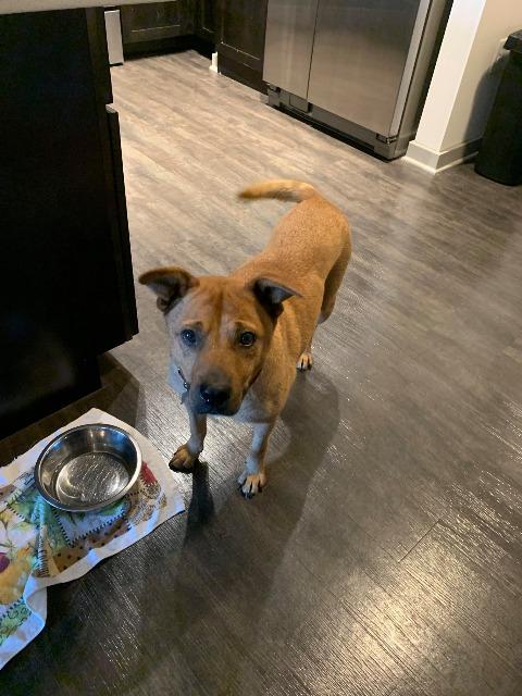 Enlarge Dolly Parton, a Adopted mixed breed in Raleigh, NC image 5/5