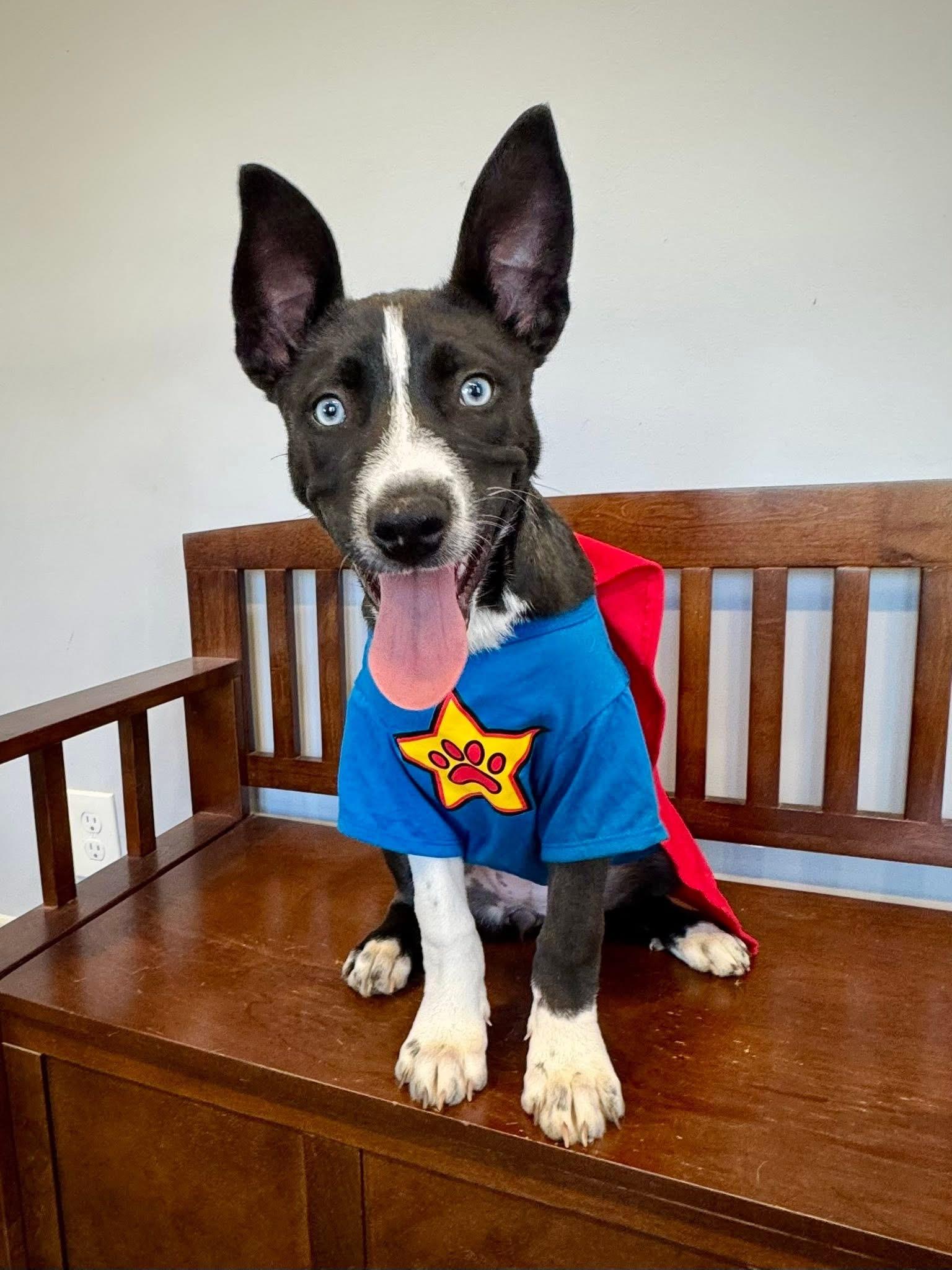 Jan, a Adoptable mixed breed image 2/5