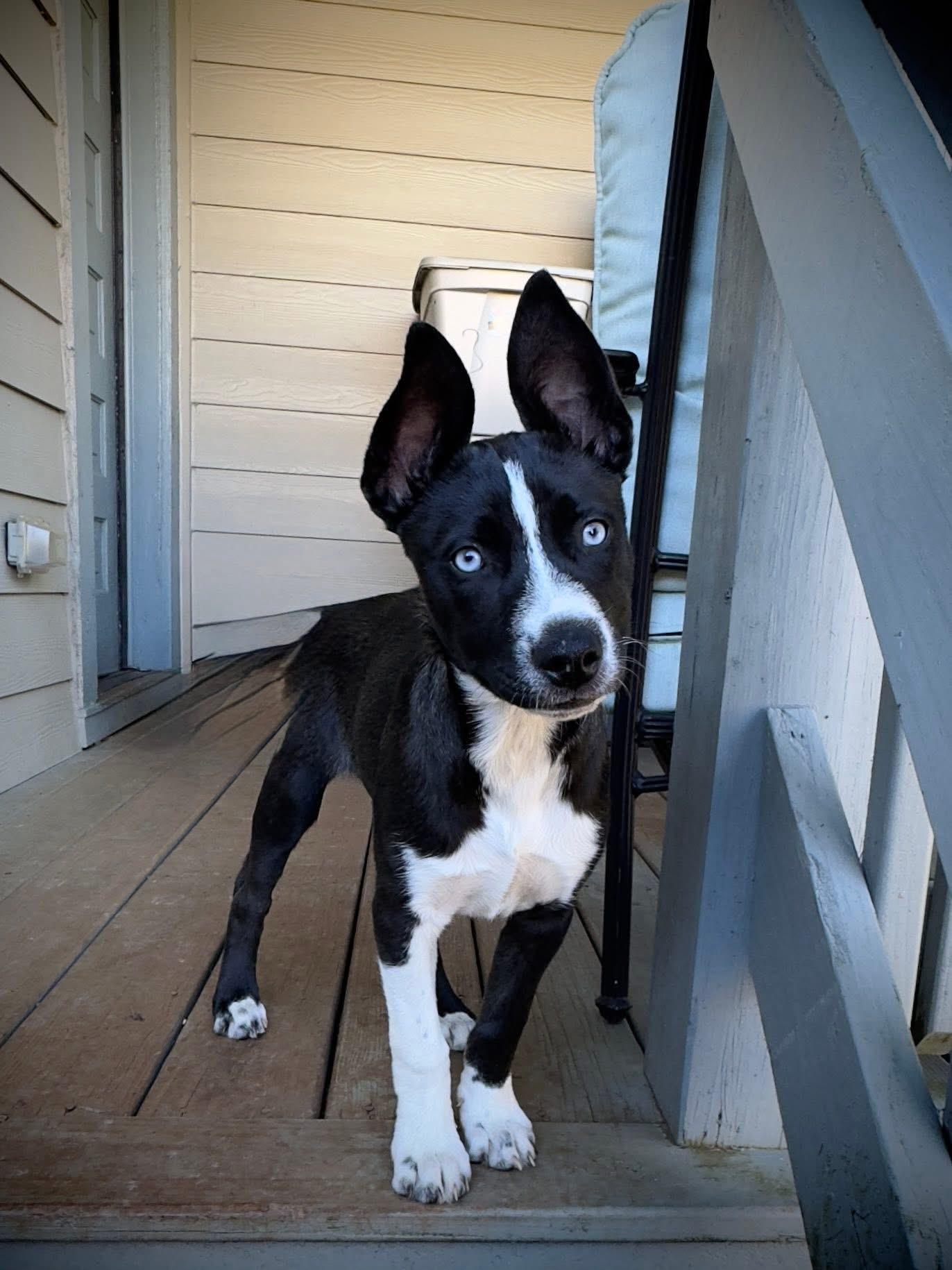 Jan, a Adoptable mixed breed image 3/5