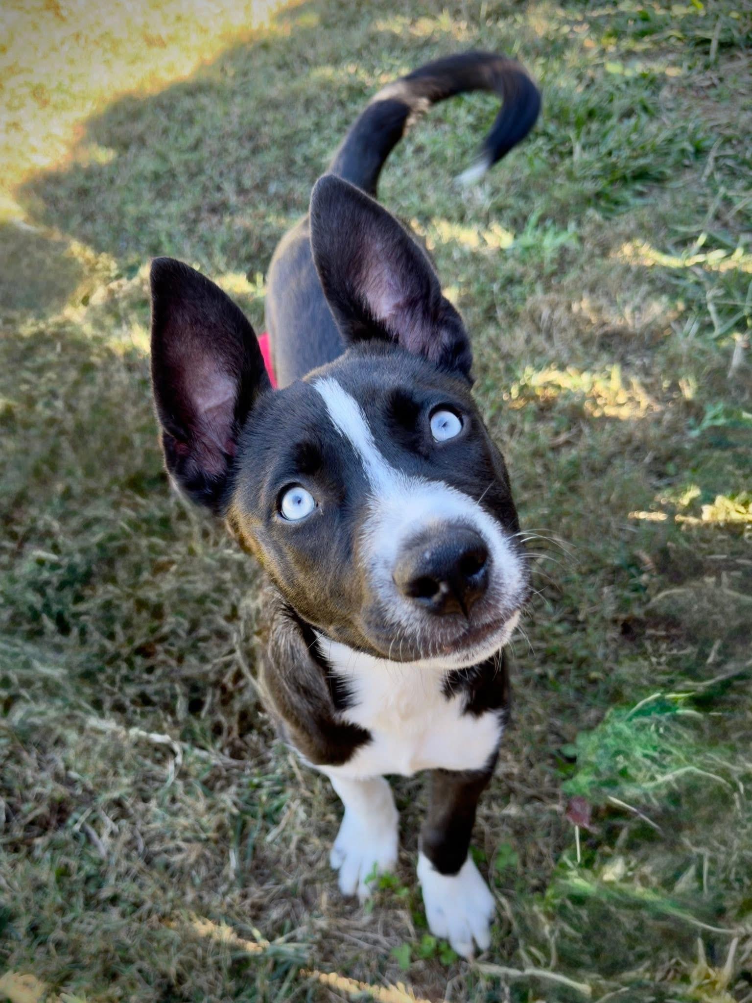 Jan, a Adoptable mixed breed image 1/5