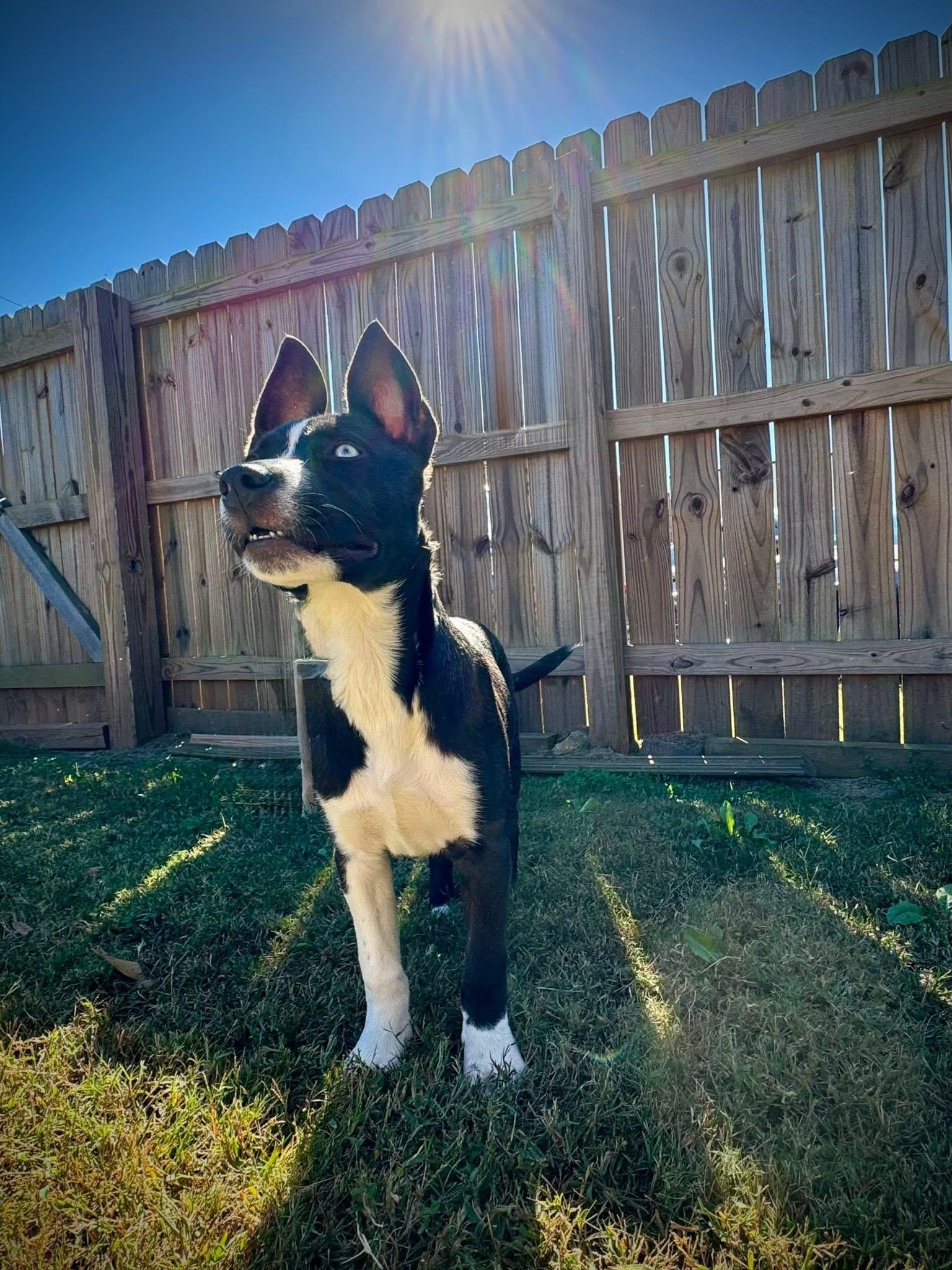 Jan, a Adoptable mixed breed image 4/5