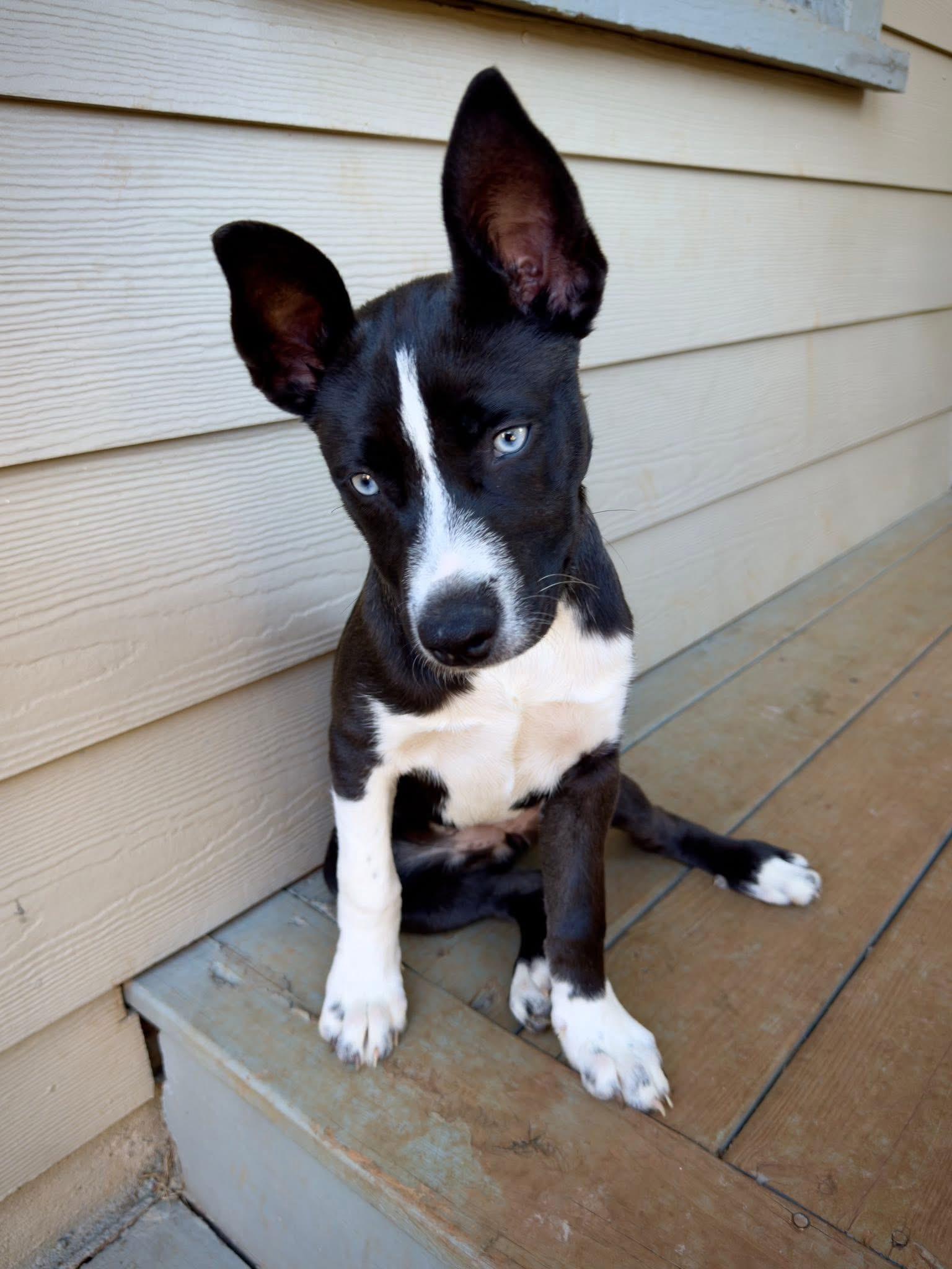 Jan, a Adoptable mixed breed image 5/5