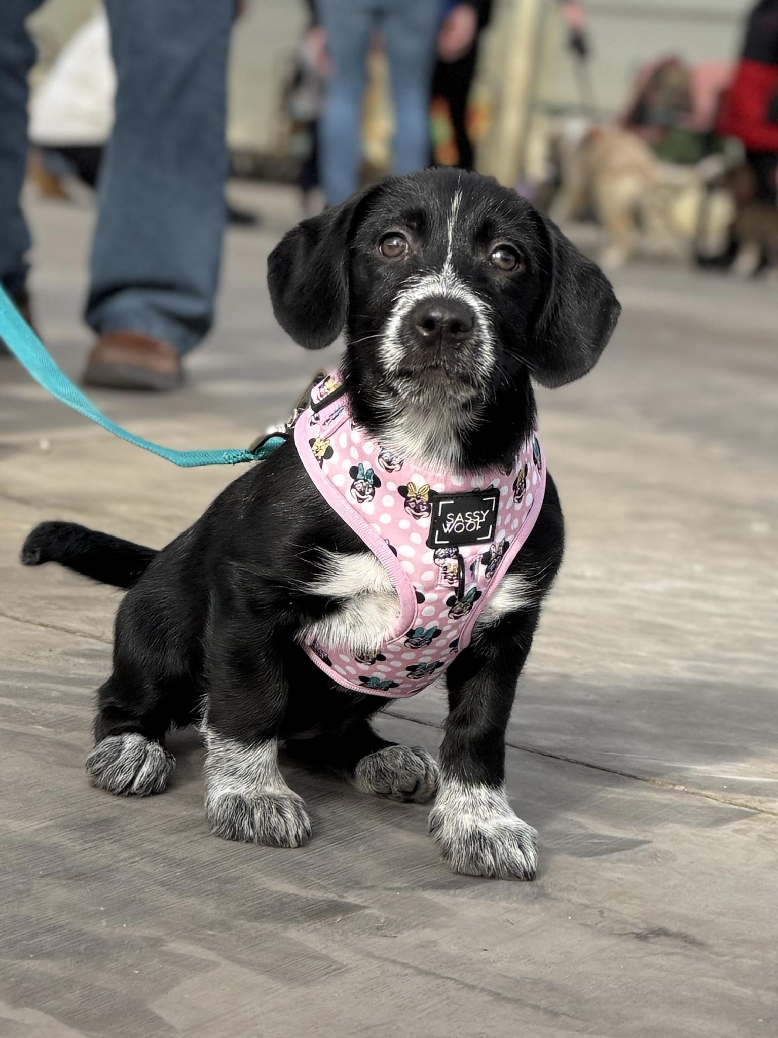 McKenna, adoptable, Puppy Female Retriever & Mixed Breed.