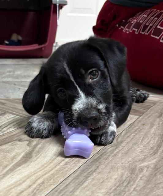 McKenna, adoptable, Puppy Female Retriever.