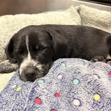 Enlarge McKenna, an adoptable mixed breed in Minneapolis, MN image 4/4