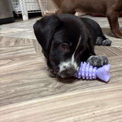 Enlarge McKenna, an adoptable mixed breed in Minneapolis, MN image 2/4