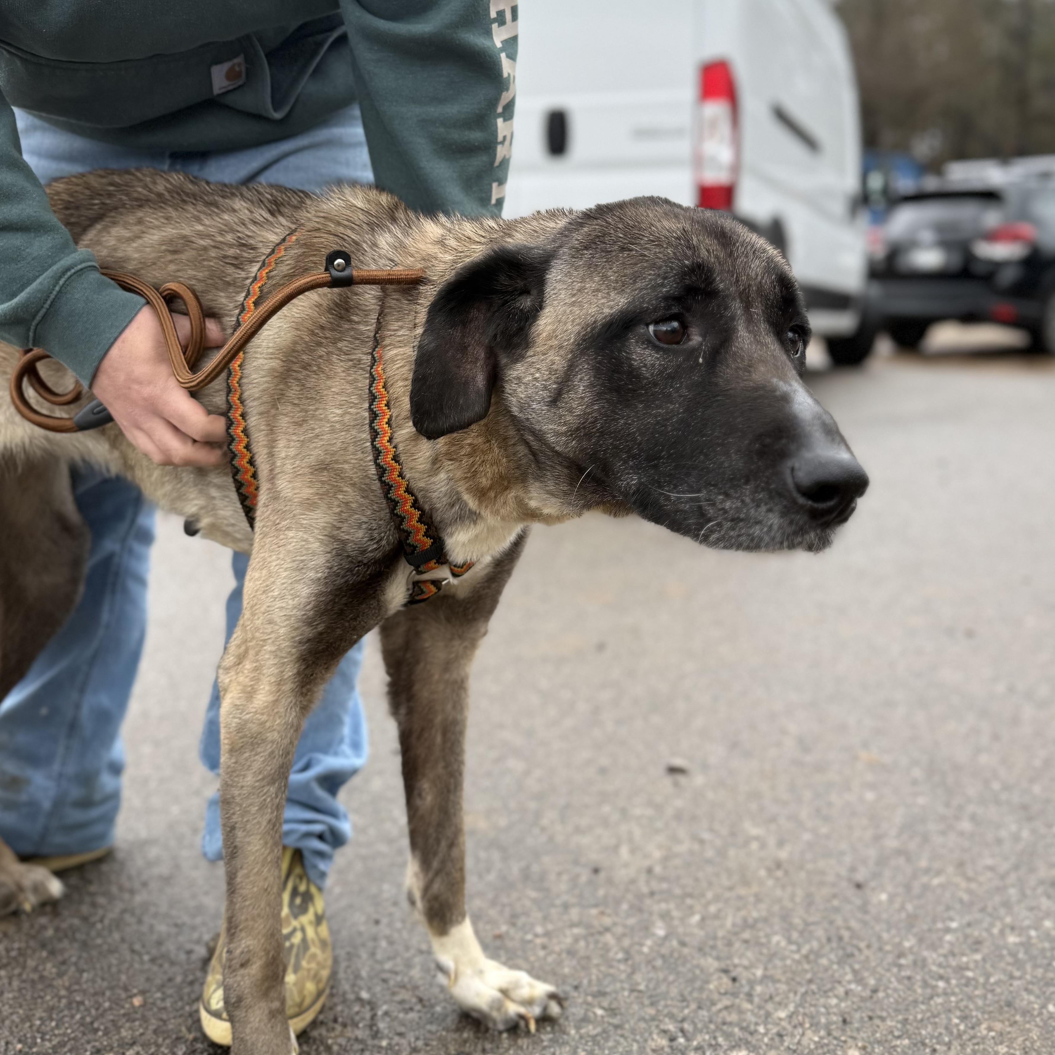 Evergreen — thumbnail 5