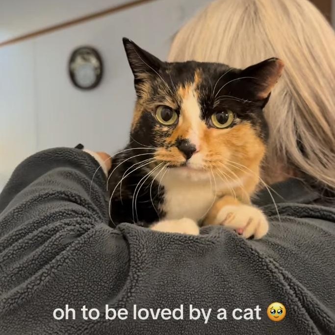 Enlarge Cha Cha, an adopted Domestic Short Hair in LEETONIA, OH image 3/3