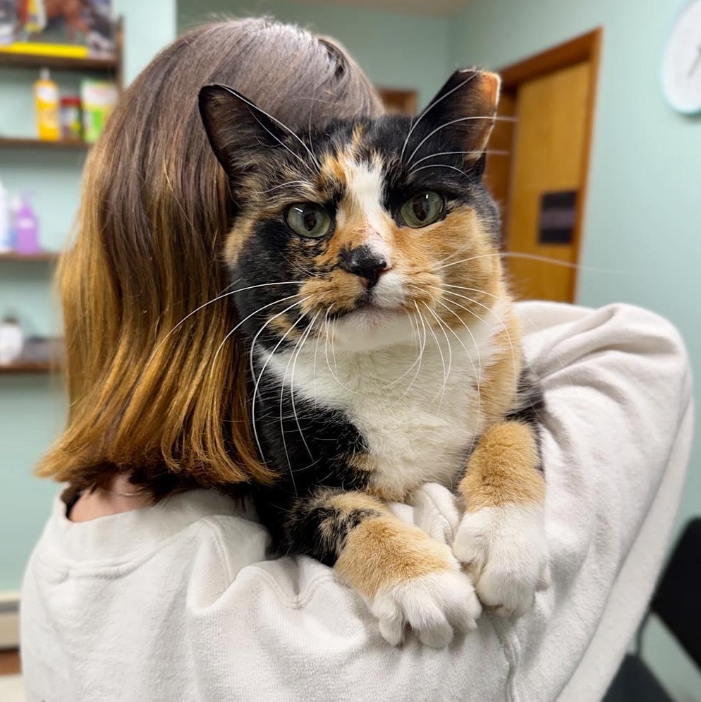 Cha Cha, ADOPTABLE, Adult Female Domestic Short Hair.