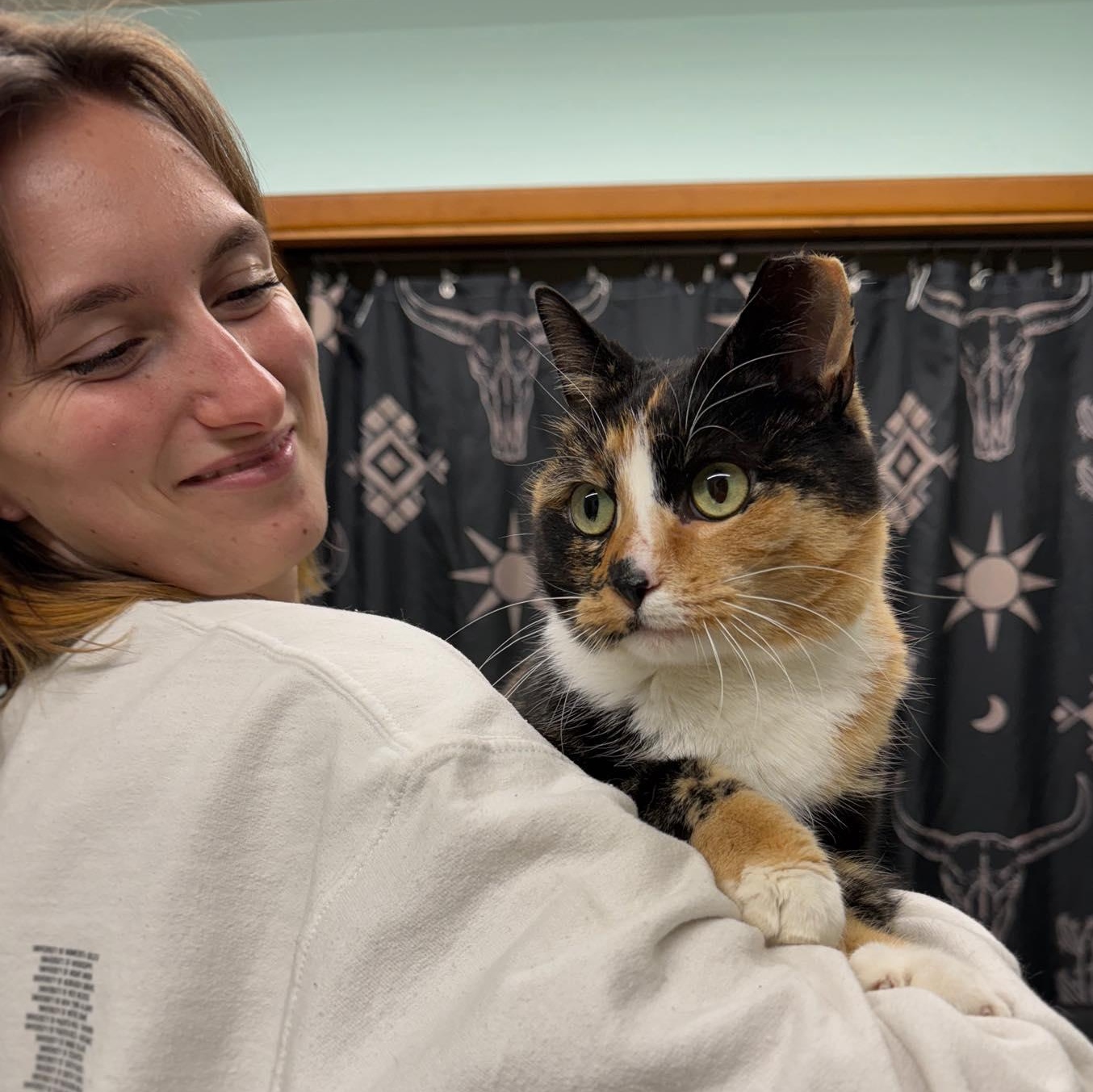 Enlarge Cha Cha, an adopted Domestic Short Hair in LEETONIA, OH image 2/3