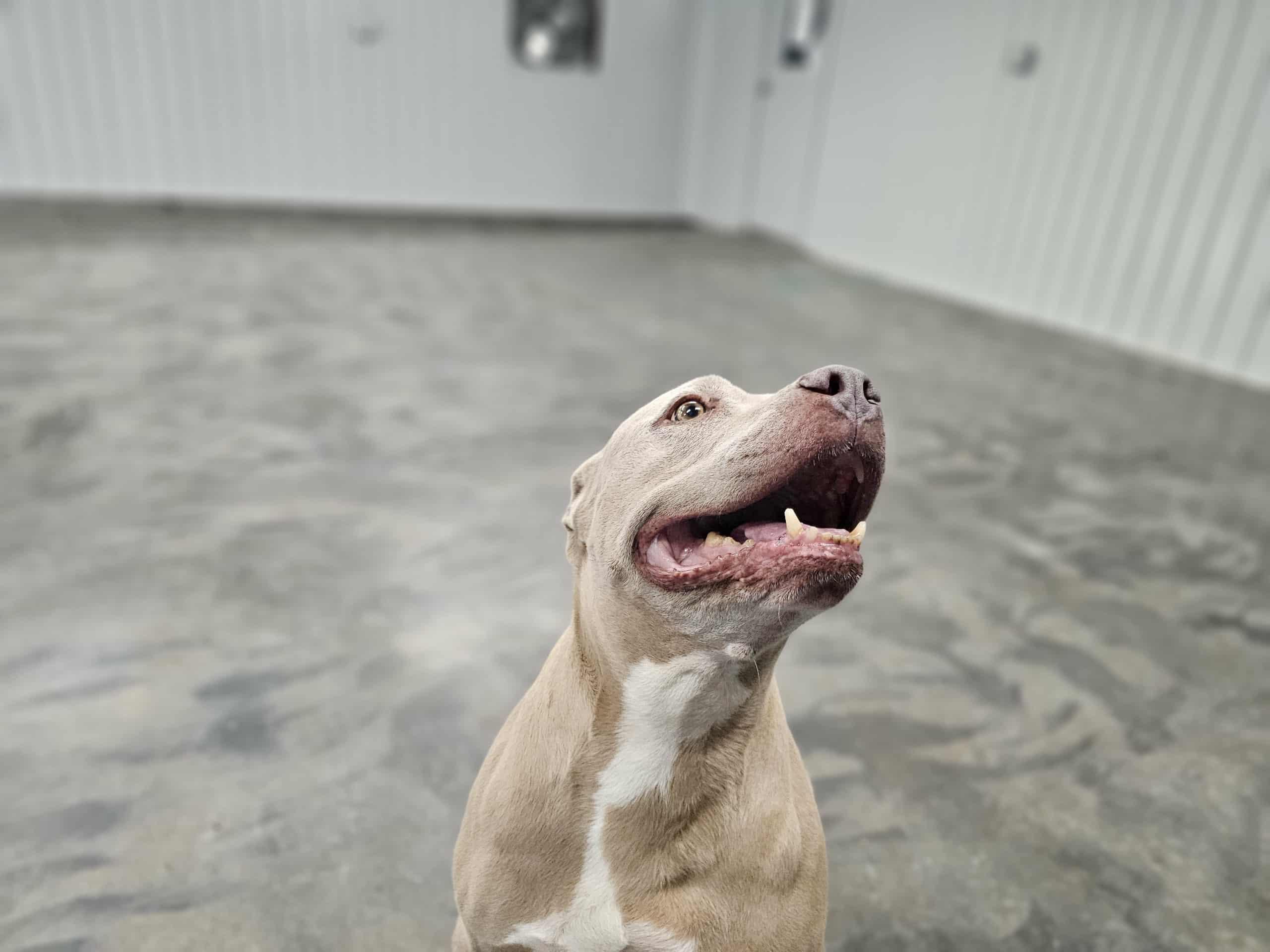 Enlarge Gracie, a Adoptable mixed breed in San Angelo , TX image 2/6