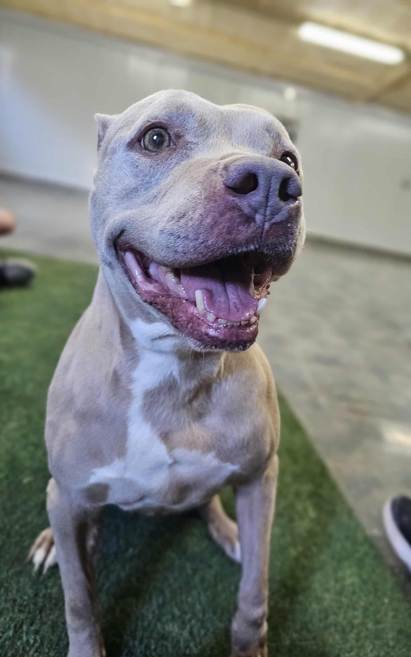 Enlarge Gracie, a Adoptable mixed breed in San Angelo , TX image 4/6