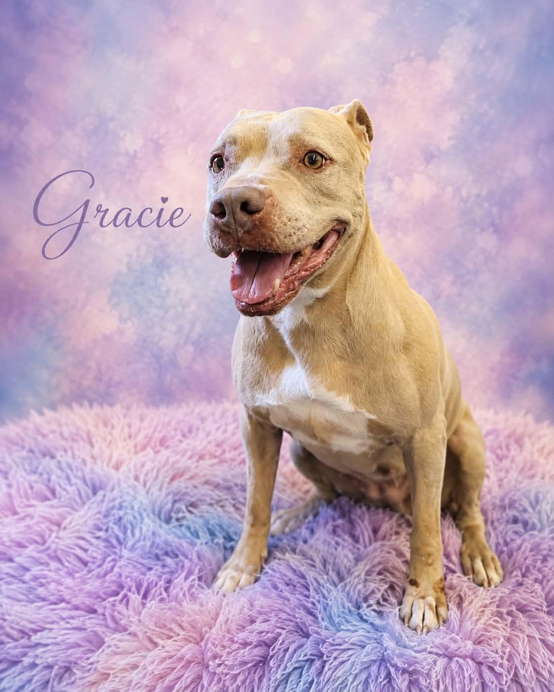 Enlarge Gracie, a Adoptable mixed breed in San Angelo , TX image 3/6