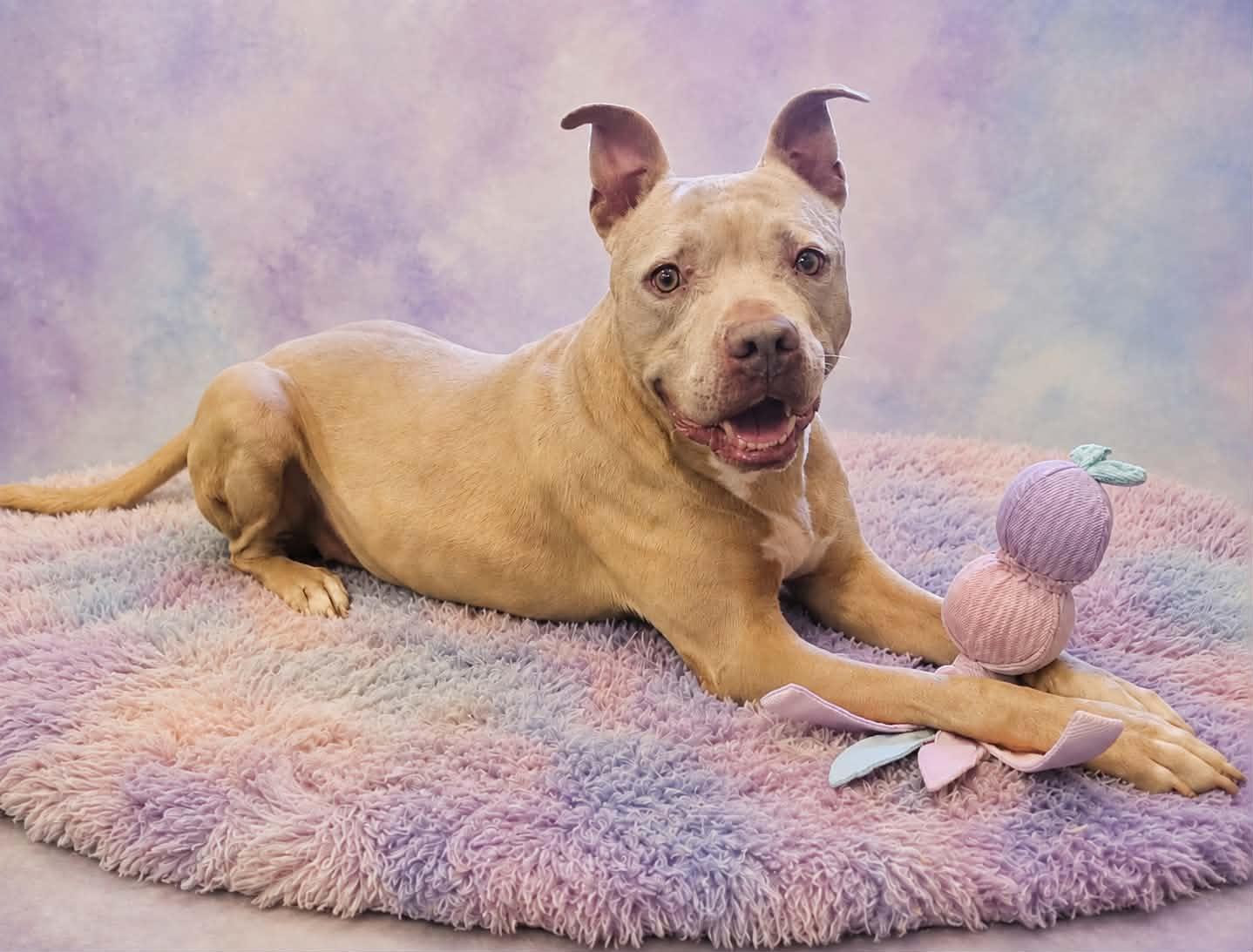 Enlarge Gracie, a Adoptable mixed breed in San Angelo , TX image 4/6