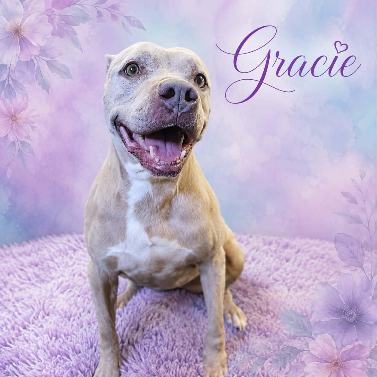 Enlarge Gracie, a Adoptable mixed breed in San Angelo , TX image 5/6