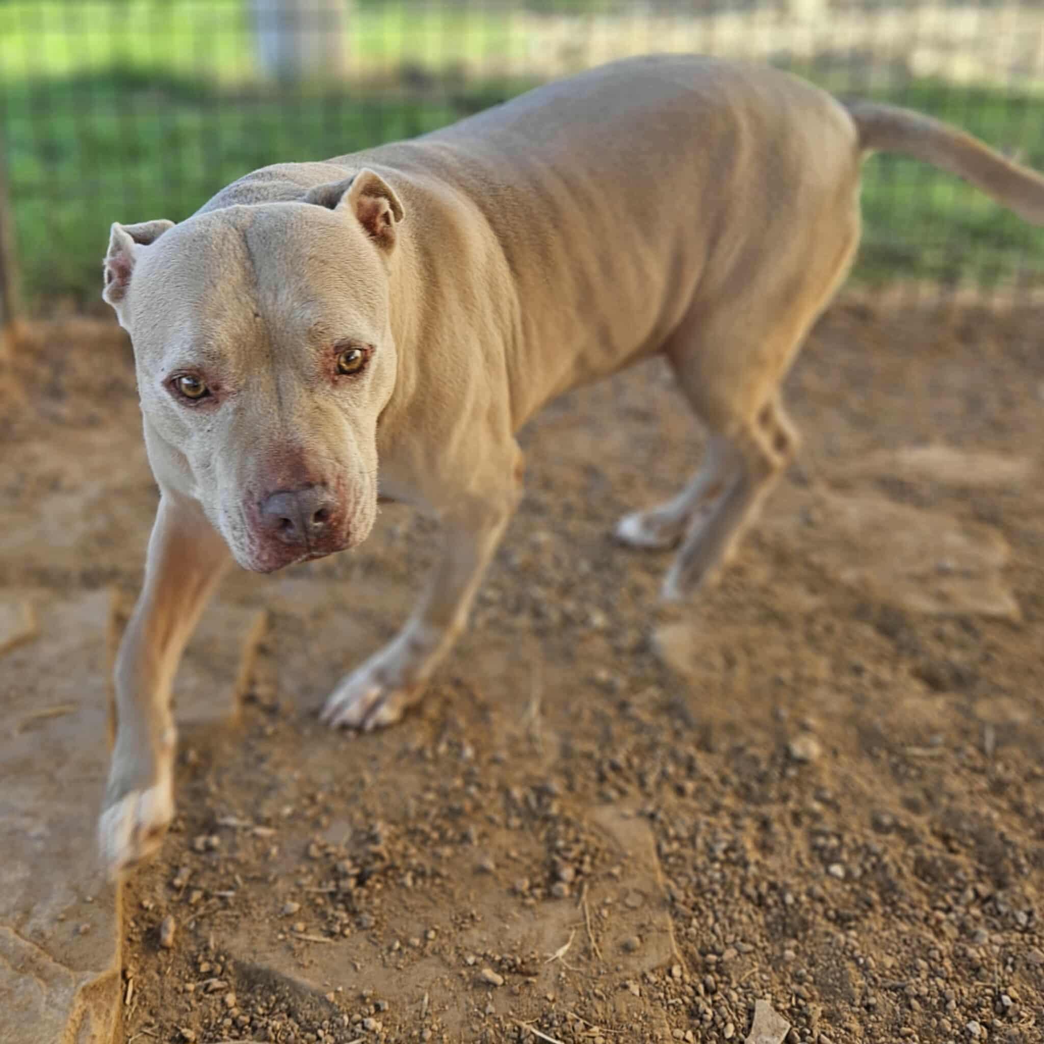 Enlarge Gracie, a Adoptable mixed breed in San Angelo , TX image 4/6