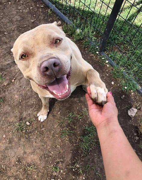 Enlarge Gracie, a Adoptable mixed breed in San Angelo , TX image 5/6