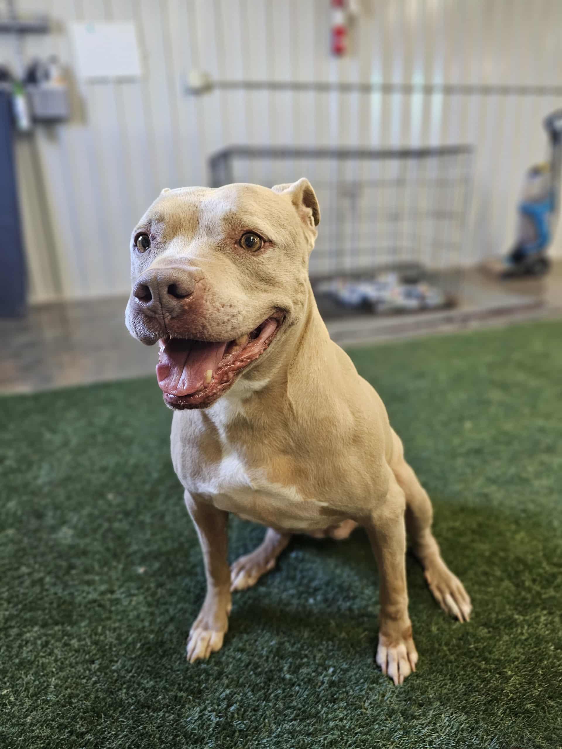 Enlarge Gracie, a Adoptable mixed breed in San Angelo , TX image 6/6