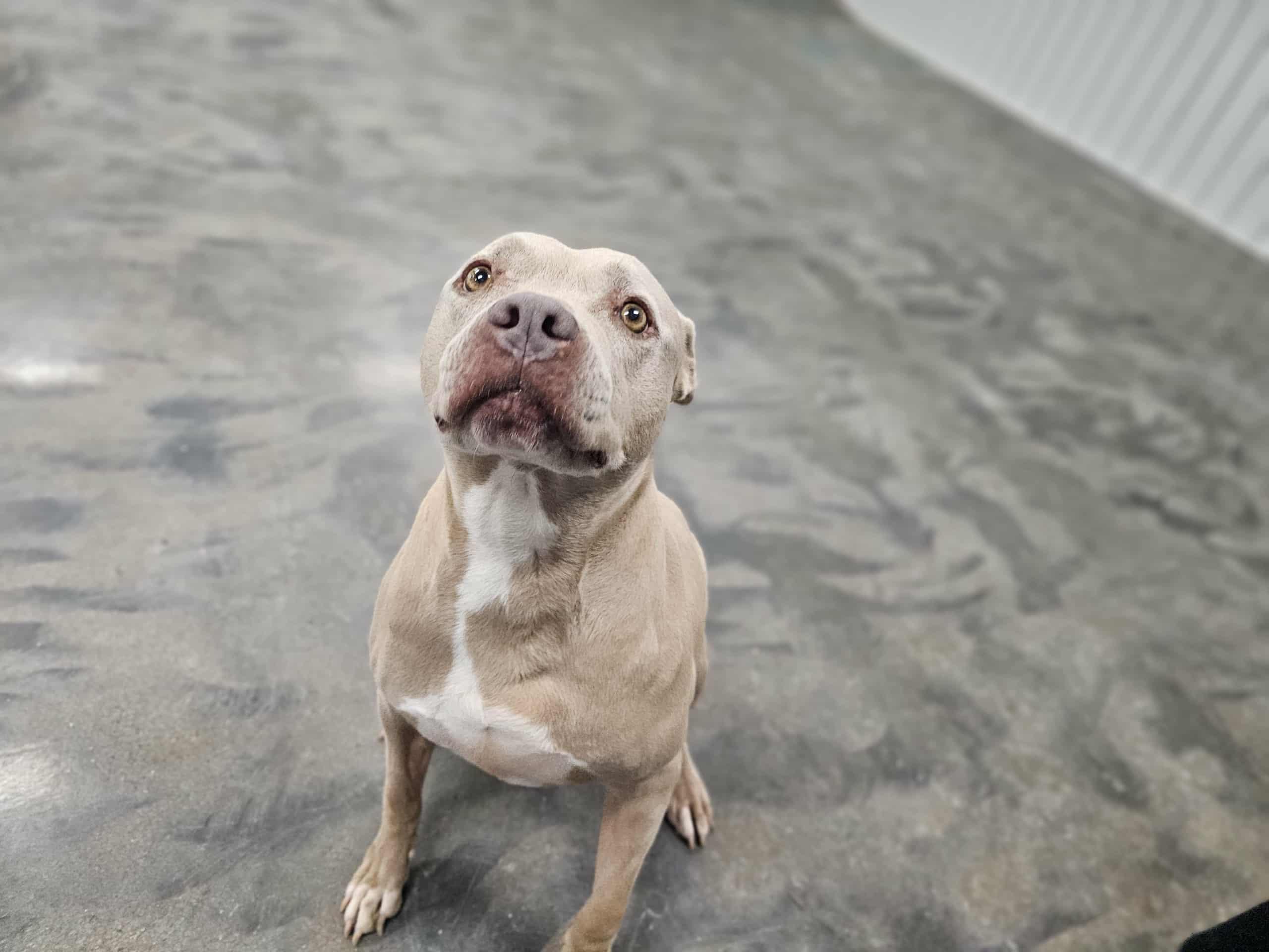 Enlarge Gracie, a Adoptable mixed breed in San Angelo , TX image 6/6