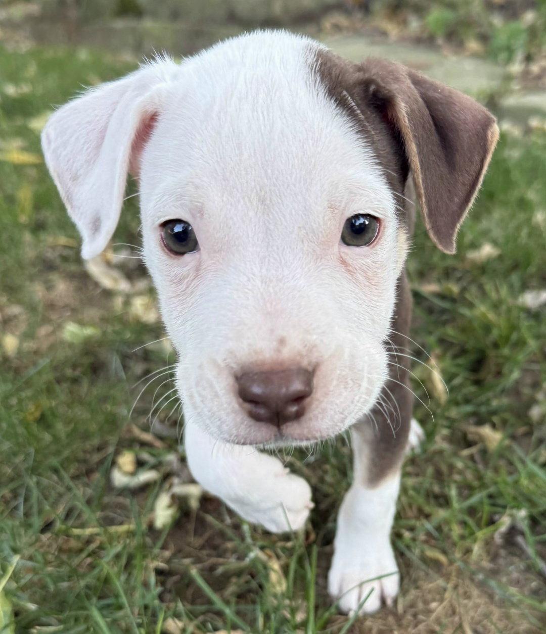 Enlarge Diesel, a Adoptable Pit Bull Terrier in Oxford, MI image 1/2