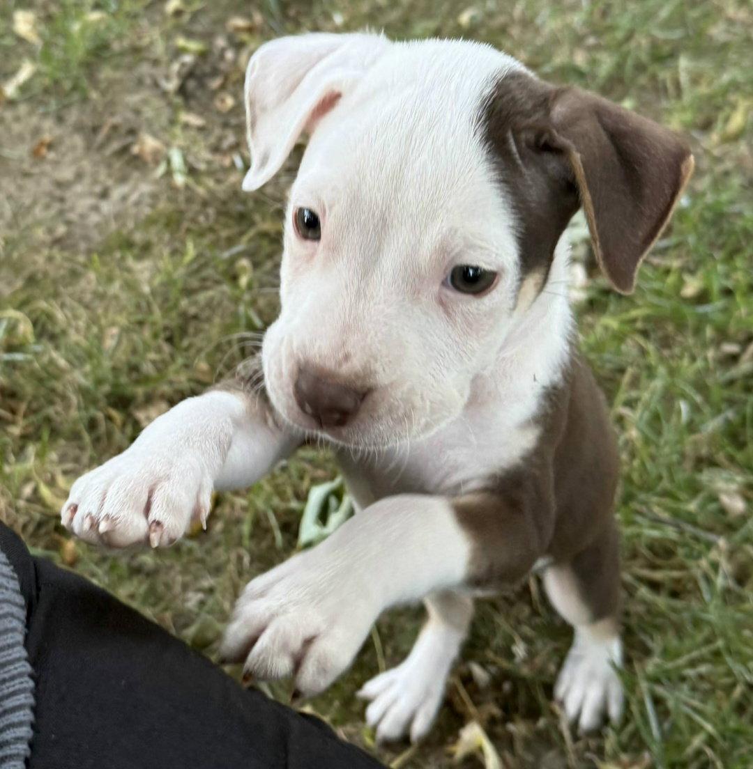 Enlarge Diesel, a Adoptable Pit Bull Terrier in Oxford, MI image 2/2