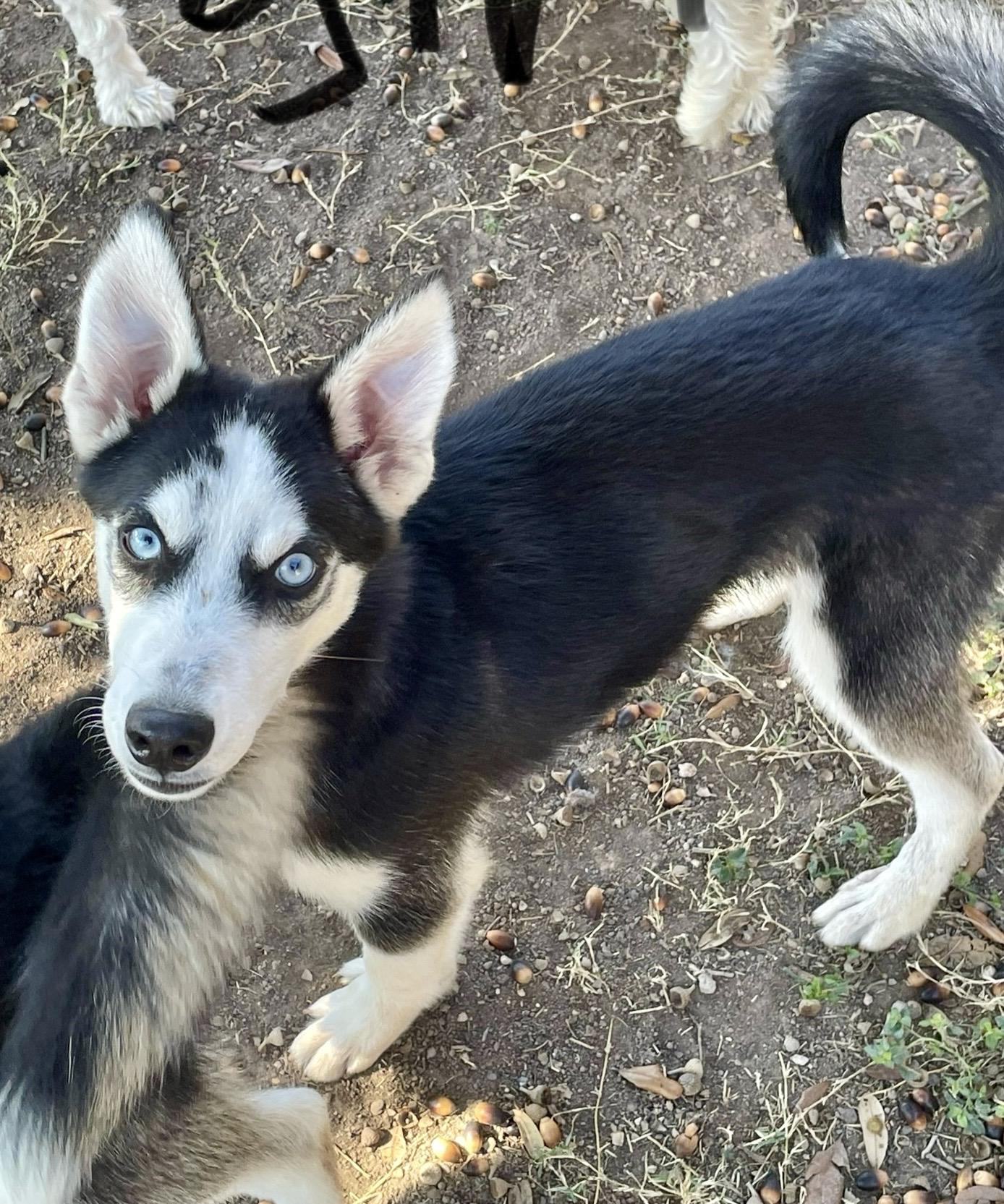 Enlarge Katrina, a Adoptable Siberian Husky in Toms River, NJ image 3/5