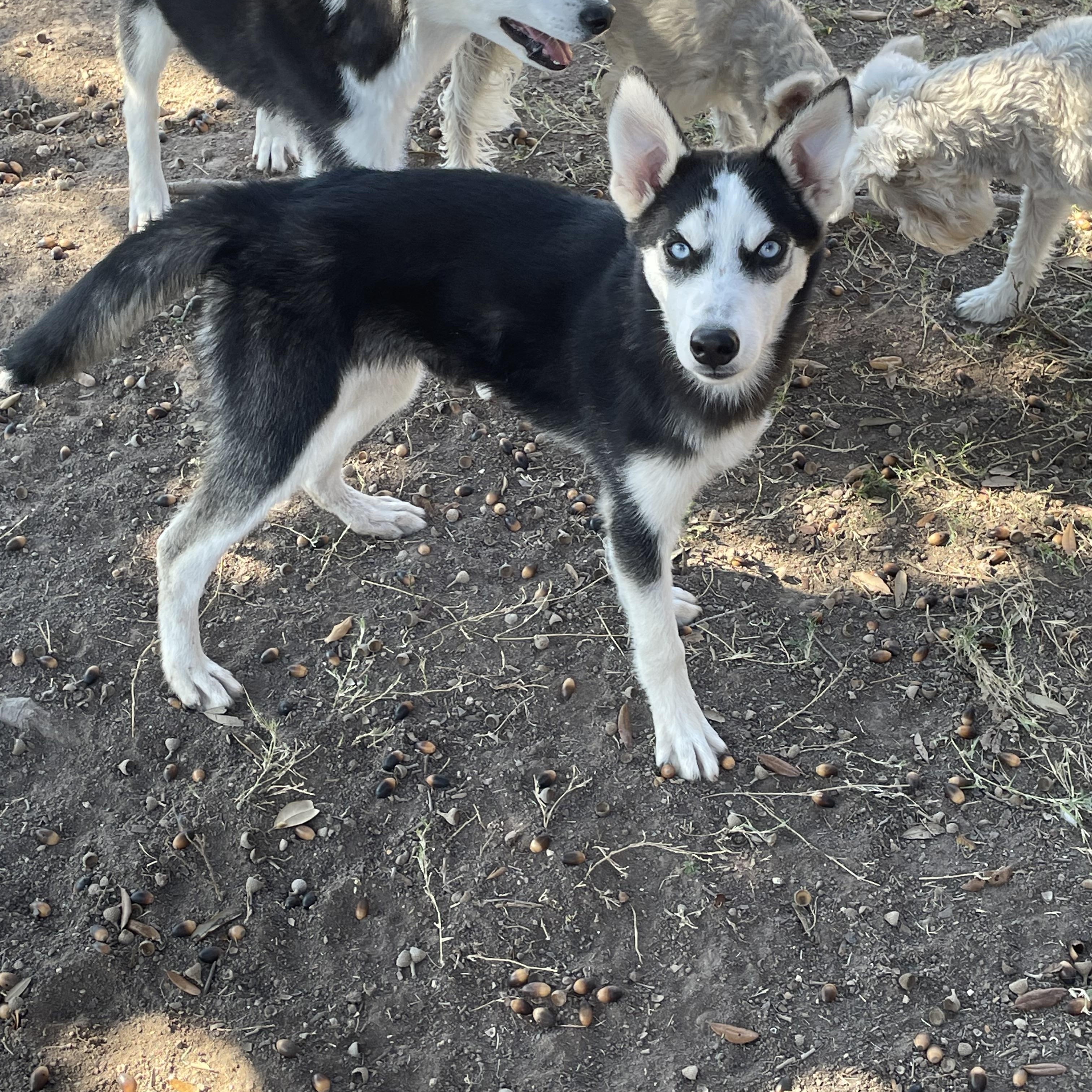 Enlarge Katrina, a Adoptable Siberian Husky in Toms River, NJ image 5/5