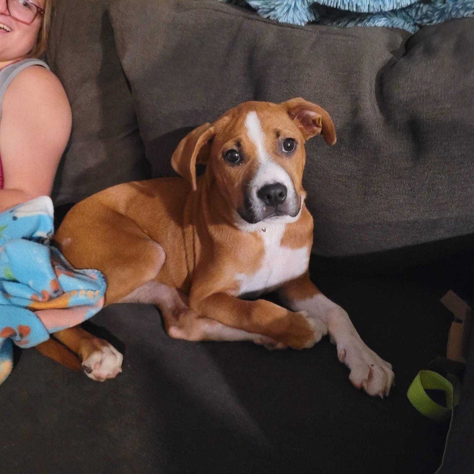 Enlarge Dreya, a Adopted Pit Bull Terrier in New London, WI image 1/1