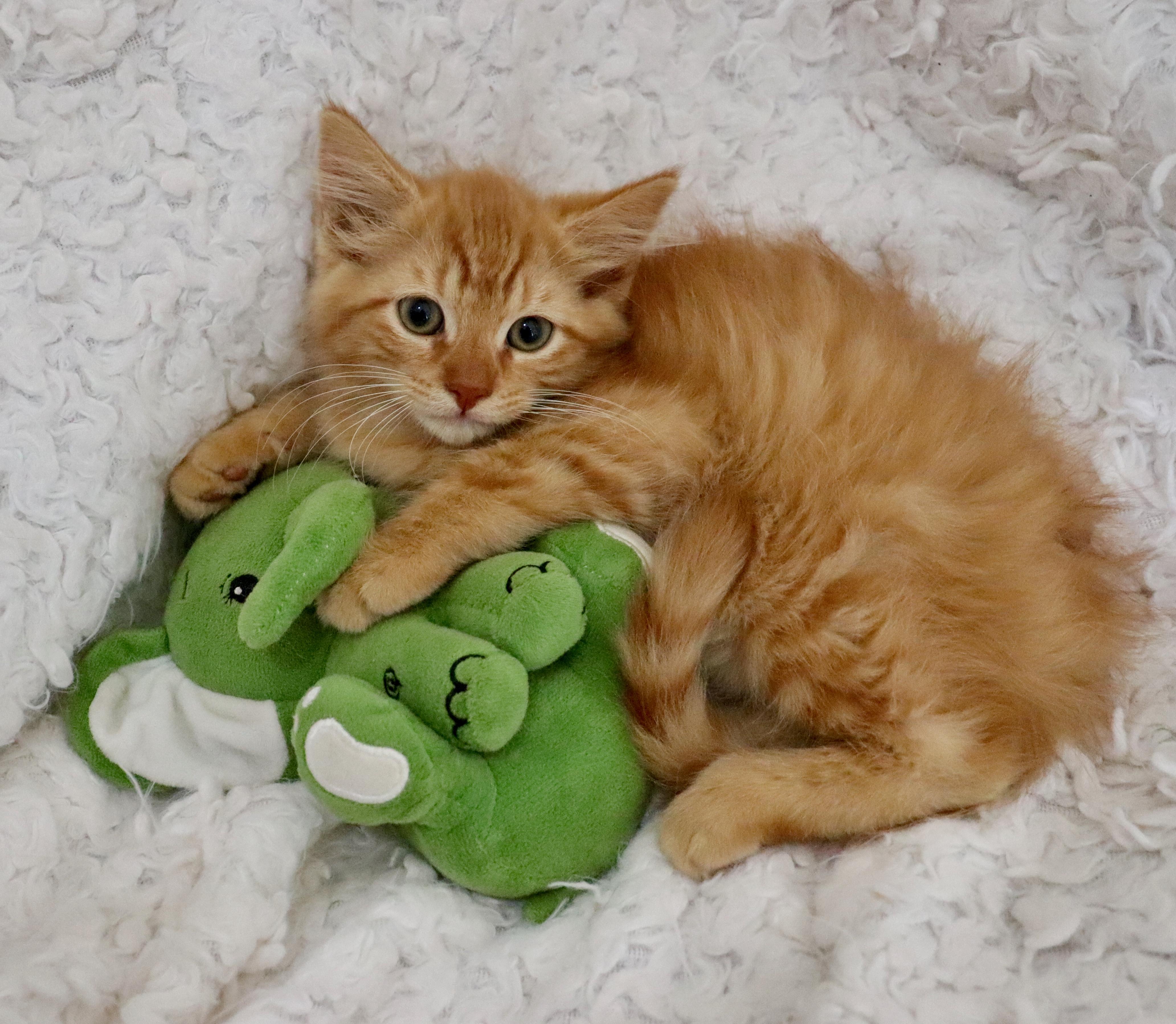 Cheeto, adopted, Kitten Male Domestic Long Hair & Maine Coon.
