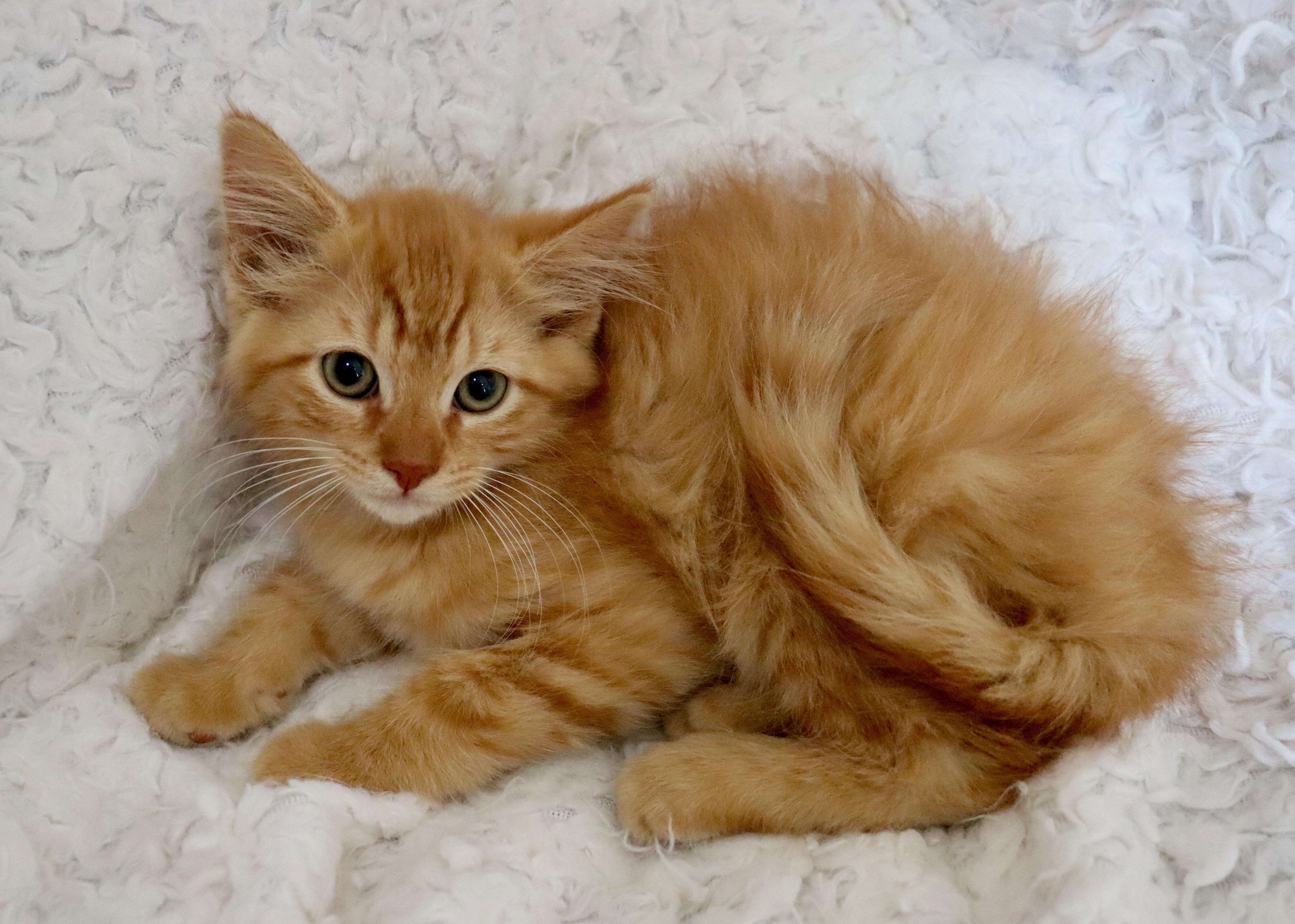 Cheeto, an adopted mixed breed in Saint Augustine, FL image 2/6