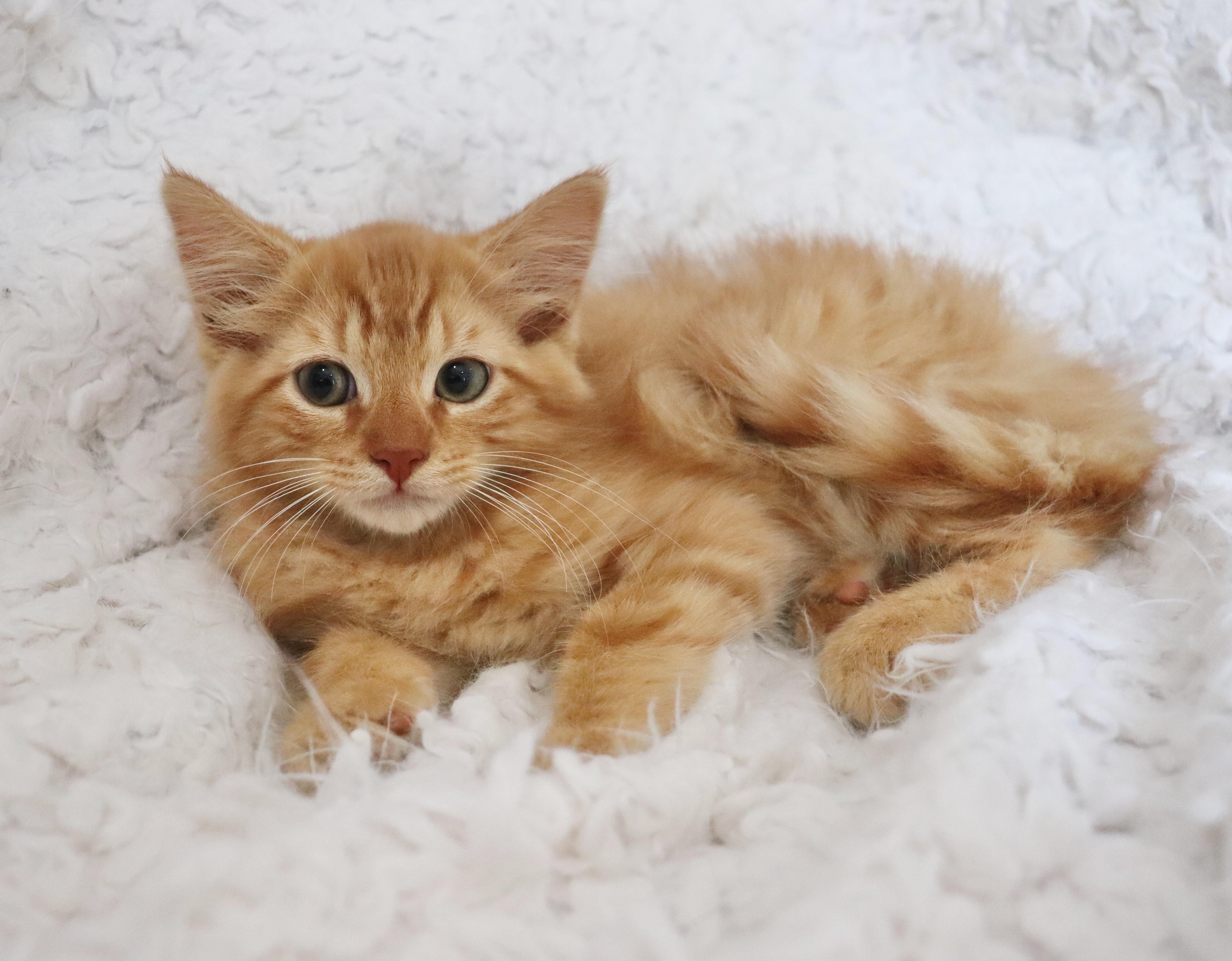 Cheeto, an adopted mixed breed in Saint Augustine, FL image 6/6
