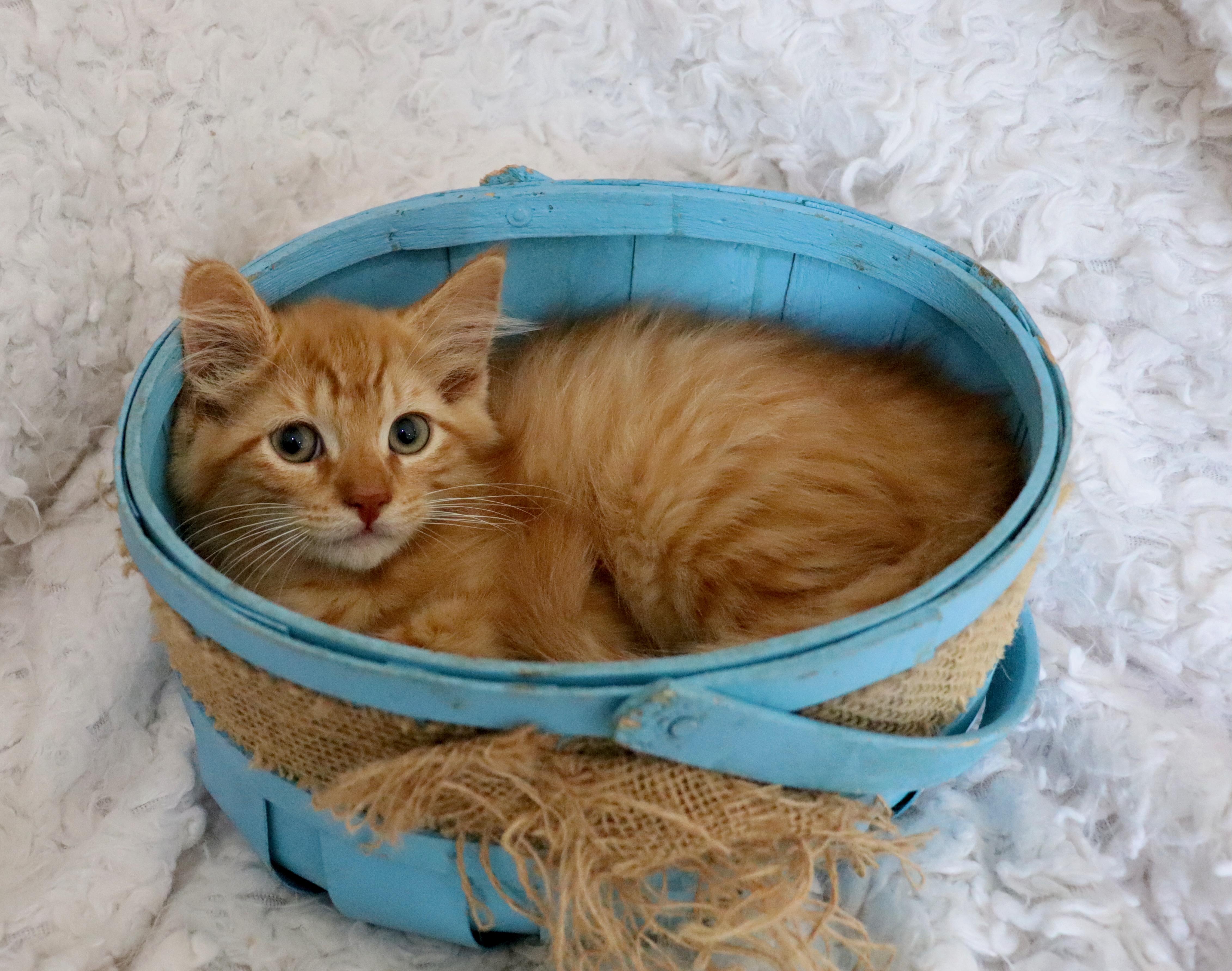 Cheeto, an adopted mixed breed in Saint Augustine, FL image 5/6