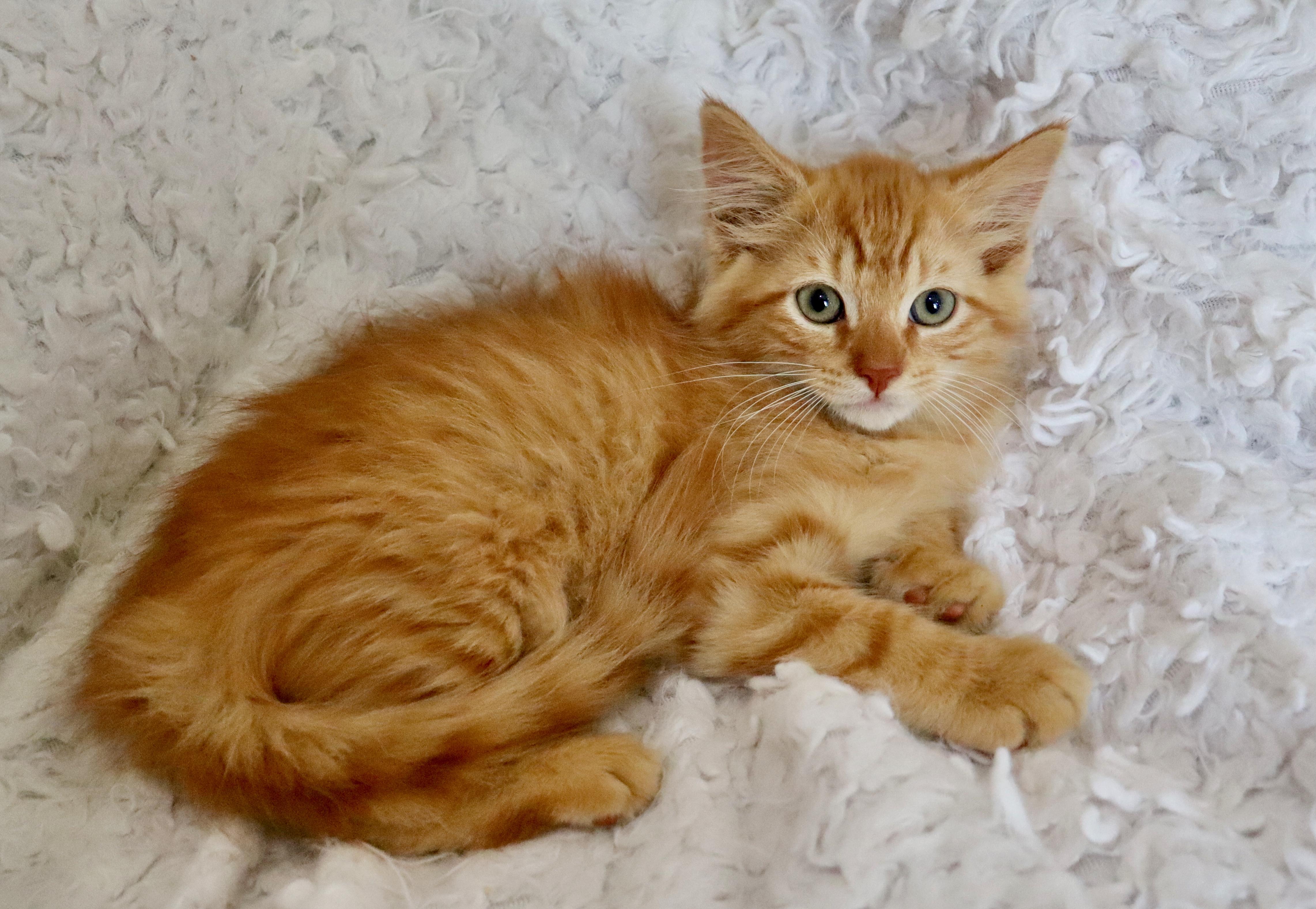 Cheeto, an adopted mixed breed in Saint Augustine, FL image 4/6