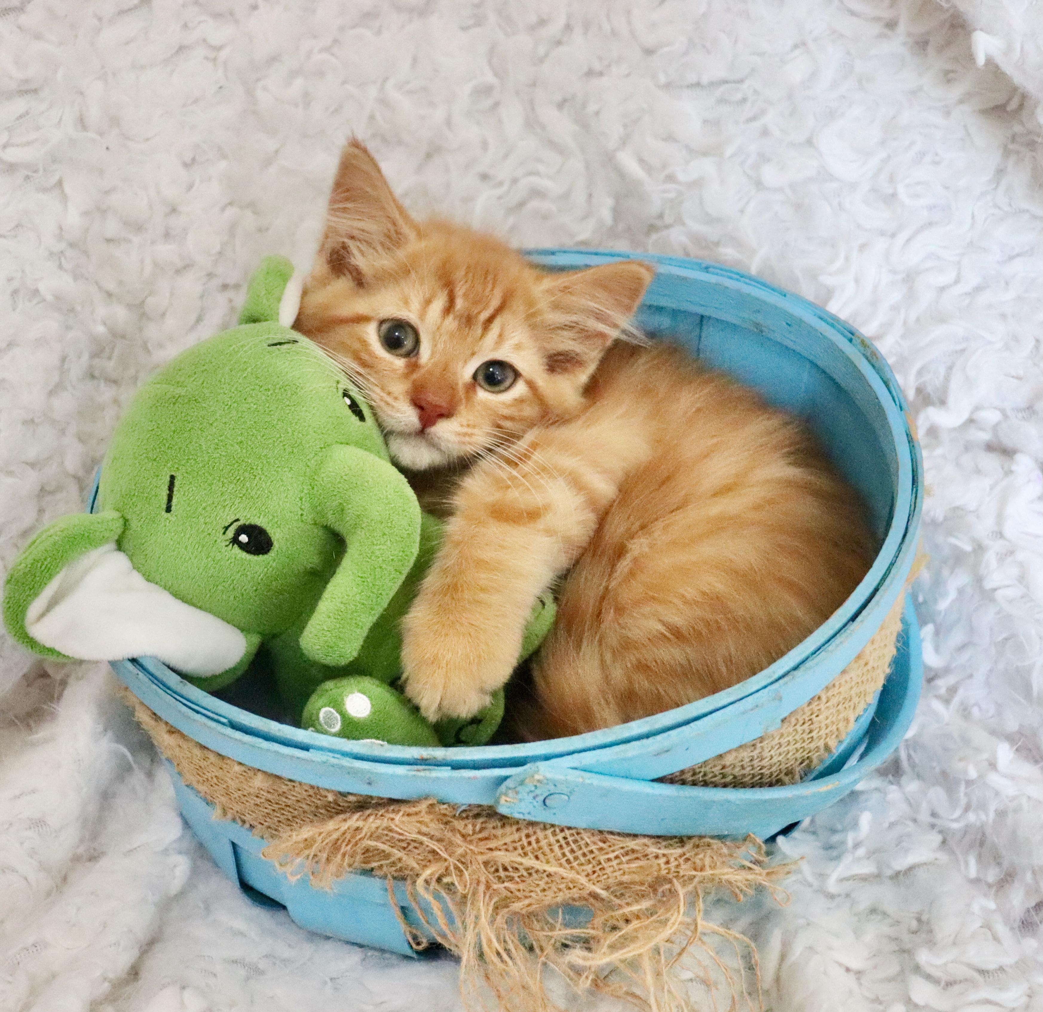 Cheeto, an adopted mixed breed in Saint Augustine, FL image 3/6