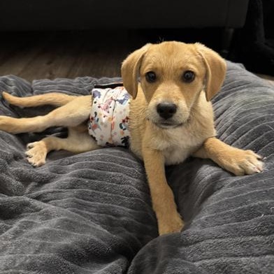 Enlarge Benji, an adopted mixed breed in Renton, WA image 2/6